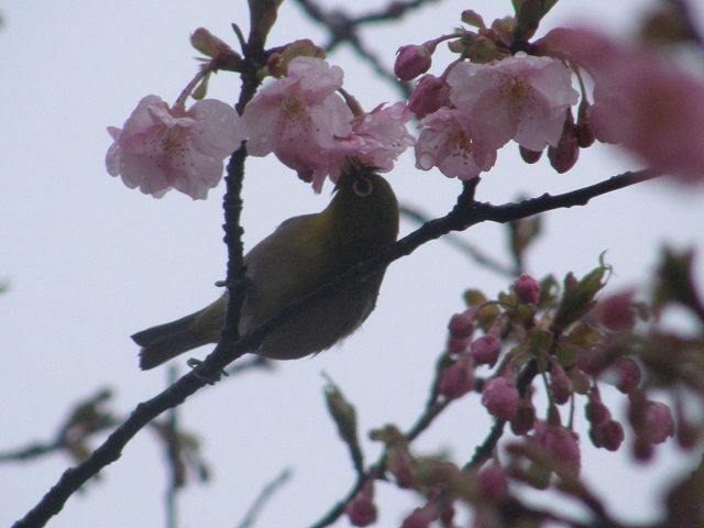 メジロと桜.jpg