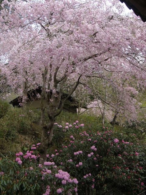三千院の枝垂れ桜.jpg
