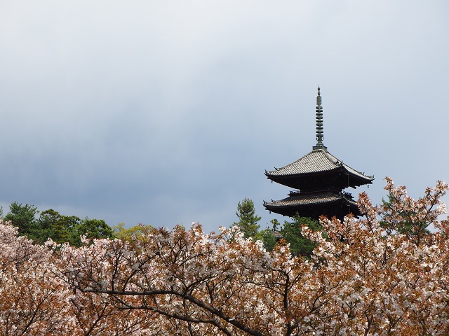 五重塔と御室桜.jpg