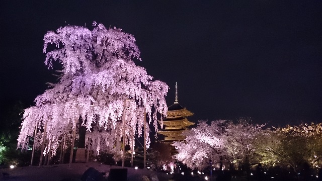 東寺の夜桜2015.jpg