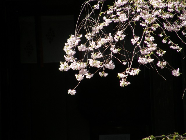 枝垂桜.jpg