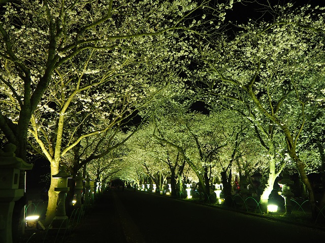 知覧の夜桜.jpg