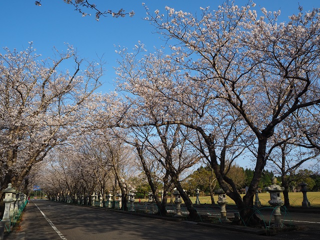 知覧の桜のトンネル.jpg