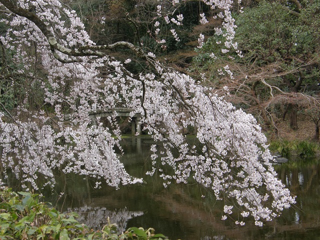 糸桜.jpg