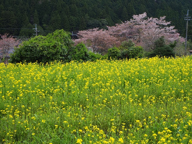菜の花と桜.jpg